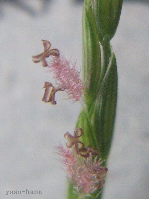 e0025300_15285858.jpg