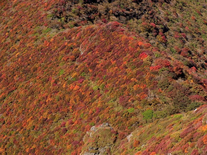 【紅葉速報；大船山】_f0187402_8204653.jpg