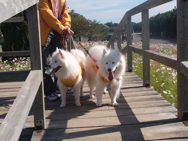 父さんの夏休み８日目　１０月１３日　[土]_e0018604_7152324.jpg