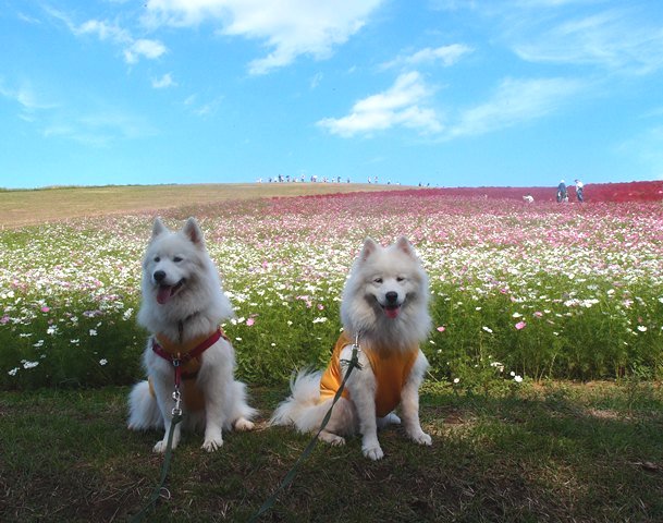 父さんの夏休み８日目　１０月１３日　[土]_e0018604_7174980.jpg