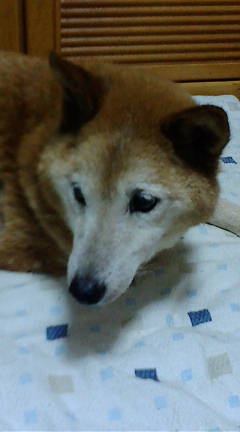 数年前の京都の多頭飼育現場_f0146804_0235711.jpg