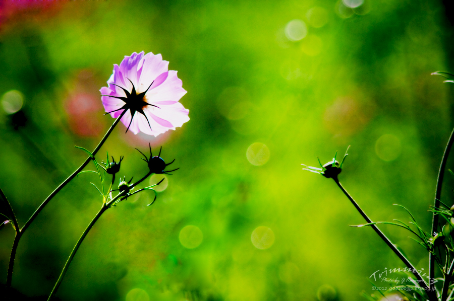 Trimming #243　[Cosmos in Ikoma]_d0107811_143507.jpg