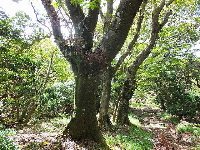 西天城、猫越岳へ_f0182513_2344573.jpg