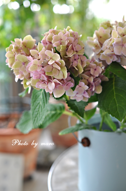 四季咲き紫陽花 霧島の恵 と お花屋さんで買った物 麻呂犬写真館 Mamiphon