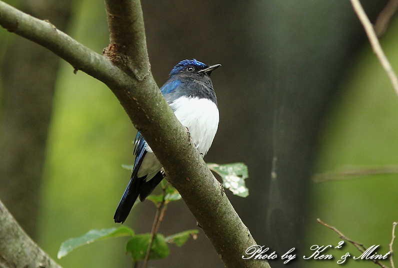 幸せの青い鳥さん オオルリ さん ケンケン ミントの鳥撮りlife