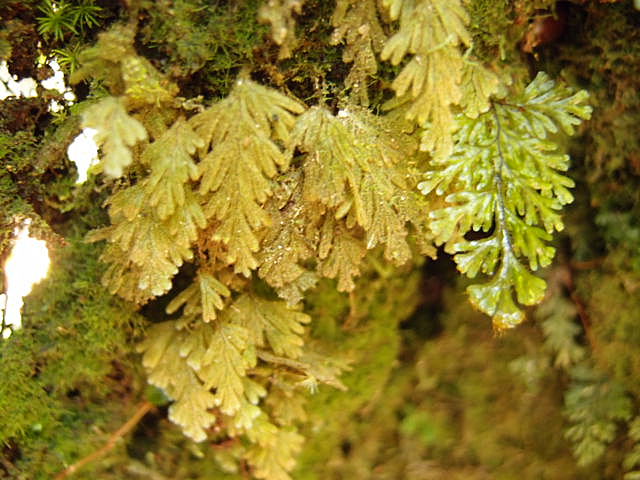 Hymenophyllum (Sphaerocionium) cf pilosissimum from Borneo