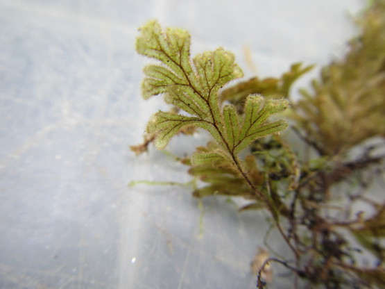 Hymenophyllum (Sphaerocionium) cf pilosissimum from Borneo