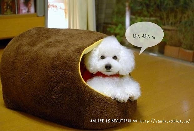 やる時はやる男_d0083623_19202064.jpg