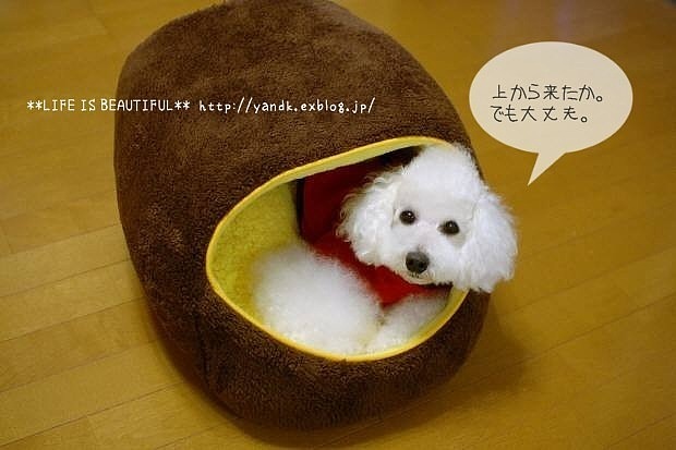 やる時はやる男_d0083623_192527.jpg