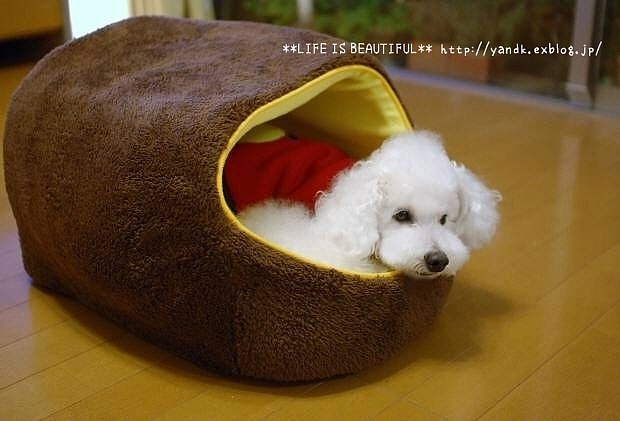 やる時はやる男_d0083623_19273751.jpg