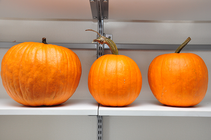 ハロウィンのかぼちゃペインティング完成_b0212226_20555956.jpg