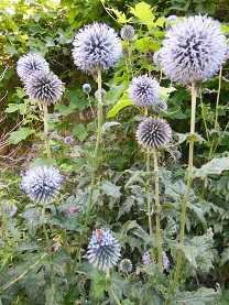 f0165730_0312794.jpg
