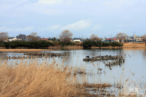 146 米子水鳥公園 ~大当たりの撮影~_c0211532_17332468.jpg