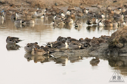 146 米子水鳥公園 ~大当たりの撮影~_c0211532_17344999.jpg