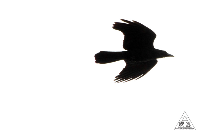 146 米子水鳥公園 ~大当たりの撮影~_c0211532_17355746.jpg