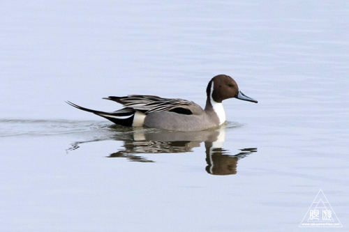 146 米子水鳥公園 ~大当たりの撮影~_c0211532_1738219.jpg