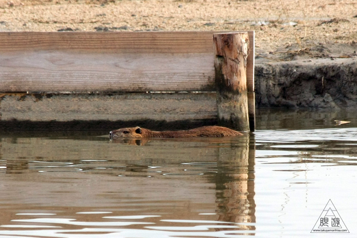 146 米子水鳥公園 ~大当たりの撮影~_c0211532_17402615.jpg