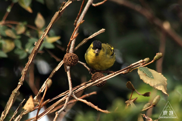 146 米子水鳥公園 ~大当たりの撮影~_c0211532_17471046.jpg