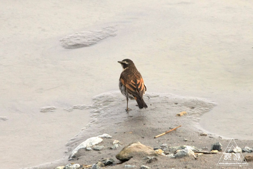 146 米子水鳥公園 ~大当たりの撮影~_c0211532_17571533.jpg