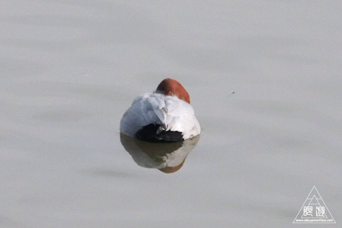 146 米子水鳥公園 ~大当たりの撮影~_c0211532_17591760.jpg