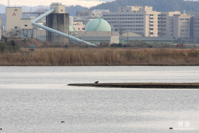 146 米子水鳥公園 ~大当たりの撮影~_c0211532_18171550.jpg