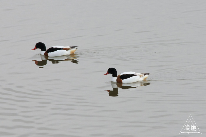 146 米子水鳥公園 ~大当たりの撮影~_c0211532_18185374.jpg