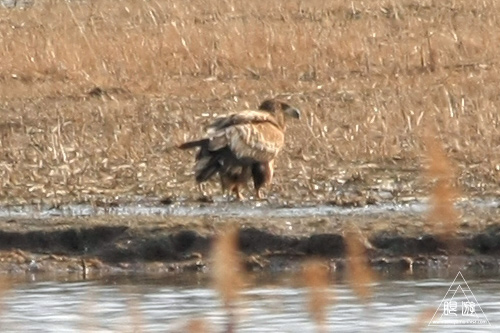 146 米子水鳥公園 ~大当たりの撮影~_c0211532_18242256.jpg