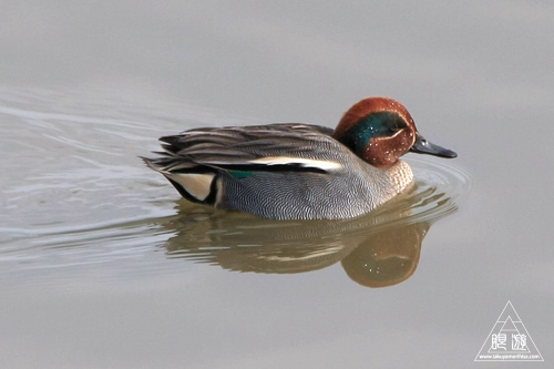 146 米子水鳥公園 ~大当たりの撮影~_c0211532_1865845.jpg