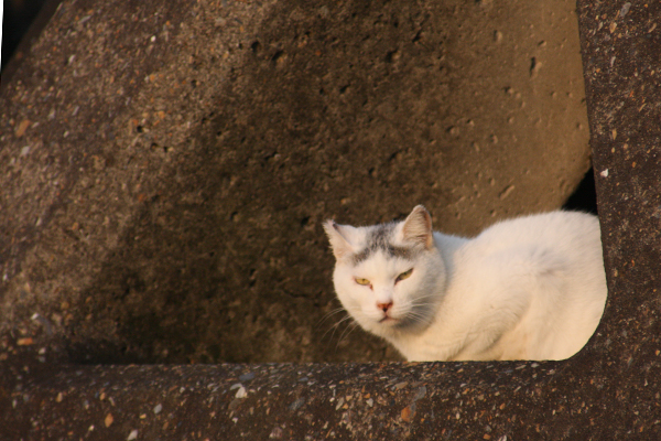 野良猫捜索 PART-126〜超久々いつもの公園へ〜_d0150434_1412033.jpg