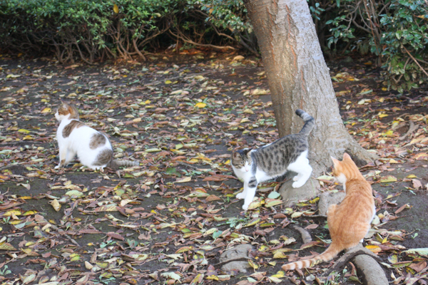 野良猫捜索 PART-126〜超久々いつもの公園へ〜_d0150434_1415378.jpg