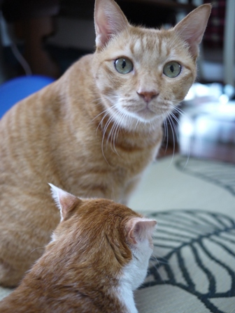 猫のお友だち ちゃーくんちょびくんペコちゃん編。_a0143140_19315117.jpg