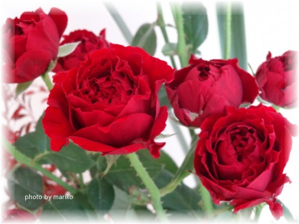 燃ゆる深紅のミニ薔薇_d0165645_93883.jpg