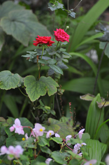 c0093046_70425.jpg