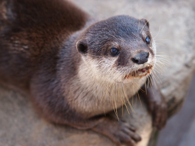 コツメカワウソ　子育て中！_c0186760_2017109.jpg