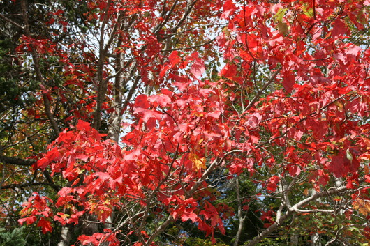 c0115366_19583287.jpg