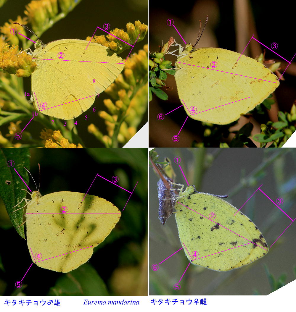 雌雄 キタキチョウ 外形からの雌雄判別 12 10月中旬 栃木県 蝶鳥ウォッチング 雌雄 キタキチョウ 外形からの雌雄判別 12 10月中旬 栃木県 蝶鳥ウォッチング
