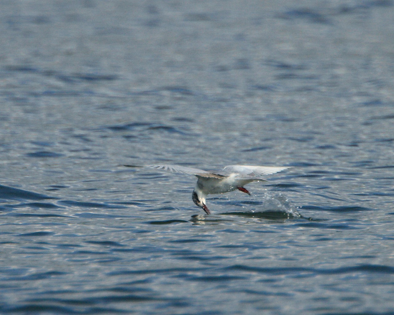 クロハラアジサシの漁：　水平に飛んで掬い取る。成功率は低かった。_f0105570_1046142.jpg