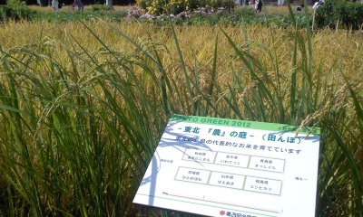 c0069380_12275938.jpg