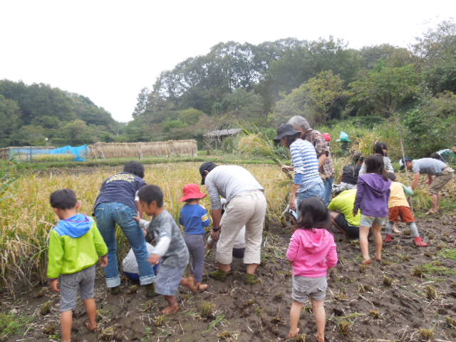 稲刈り（舞岡公園）_d0227298_1731527.jpg