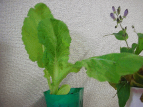 f0035506_21492390.gif