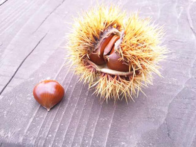 c0032212_2055336.jpg