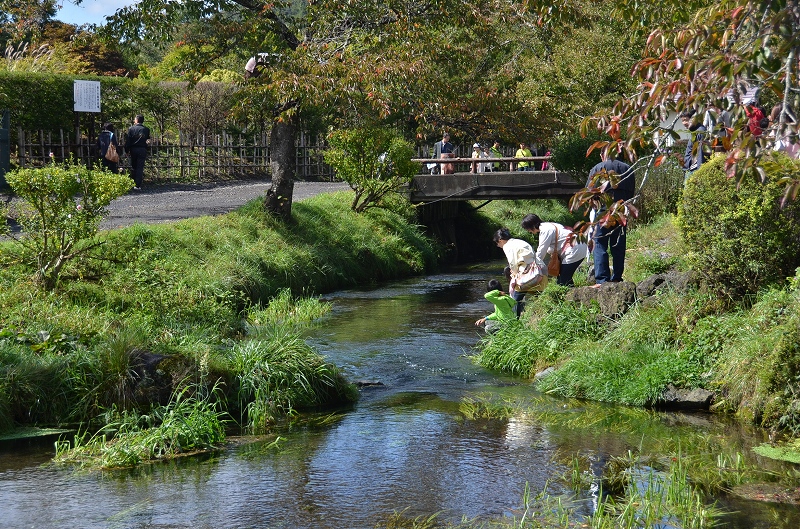 忍野八海　川沿いを歩こう_d0065116_0351313.jpg