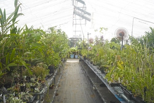 植物園へ行く_b0212922_19521913.jpg