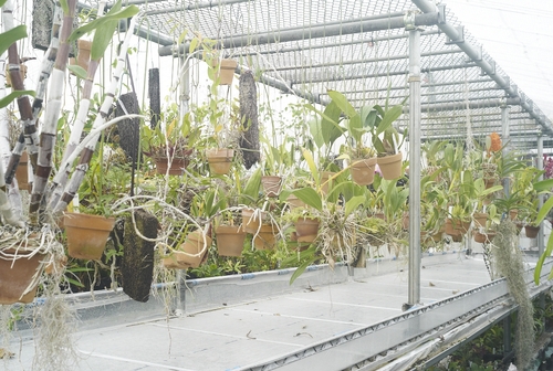 植物園へ行く_b0212922_19523582.jpg