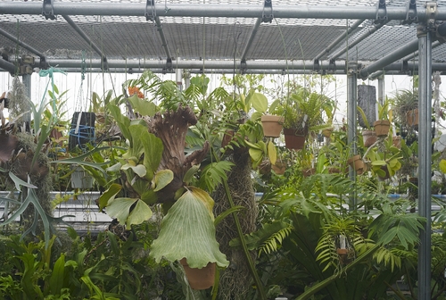 植物園へ行く_b0212922_19524874.jpg