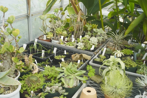 植物園へ行く_b0212922_19542348.jpg