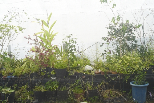 植物園へ行く_b0212922_2003411.jpg