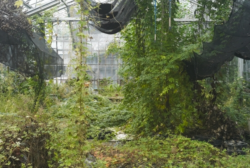 植物園へ行く_b0212922_2041358.jpg