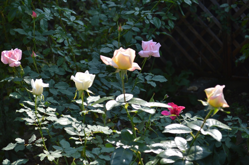 d0096422_13161984.jpg
