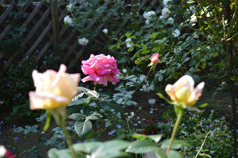 d0096422_13856100.jpg